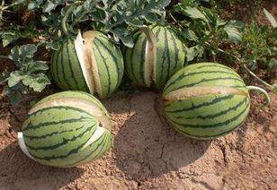 吃瓜网 - 免费吃瓜 黑料不详,免费吃瓜,黑料详情尽在其中 吃瓜网 - 免费吃瓜 黑料不详,免费吃瓜,黑料详情尽在其中